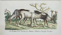 An illustration from (Band 1): Erstes Hundert (1795)