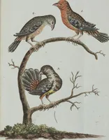 An illustration from (Band 1): Erstes Hundert (1795)