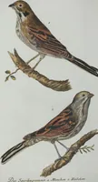 An illustration from (Band 1): Erstes Hundert (1795)