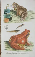An illustration from (Band 1): Erstes Hundert (1795)