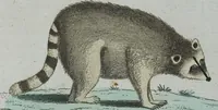 An illustration from (Band 1): Erstes Hundert (1795)