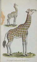 An illustration from (Band 1): Erstes Hundert (1795)