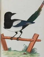 An illustration from (Band 1): Erstes Hundert (1795)