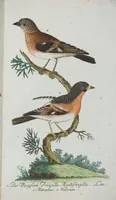 An illustration from (Band 1): Erstes Hundert (1795)