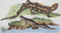An illustration from (Band 1): Erstes Hundert (1795)