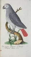 An illustration from (Band 1): Erstes Hundert (1795)