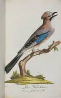 An illustration from (Band 1): Erstes Hundert (1795)