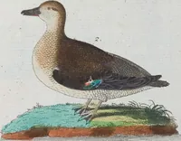 An illustration from (Band 1): Erstes Hundert (1795)