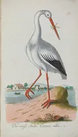 An illustration from (Band 1): Erstes Hundert (1795)