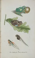 An illustration from (Band 1): Erstes Hundert (1795)