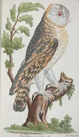 An illustration from (Band 1): Erstes Hundert (1795)