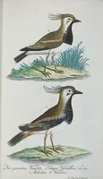 An illustration from (Band 1): Erstes Hundert (1795)