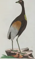 An illustration from (Band 1): Erstes Hundert (1795)