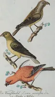 An illustration from (Band 1): Erstes Hundert (1795)