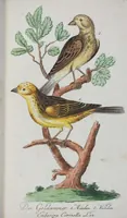 An illustration from (Band 1): Erstes Hundert (1795)