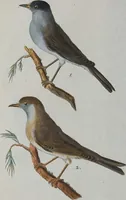 An illustration from (Band 1): Erstes Hundert (1795)