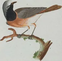 An illustration from (Band 1): Erstes Hundert (1795)