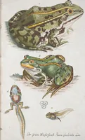 An illustration from (Band 1): Erstes Hundert (1795)