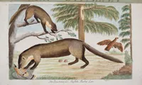 An illustration from (Band 1): Erstes Hundert (1795)
