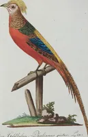 An illustration from (Band 1): Erstes Hundert (1795)