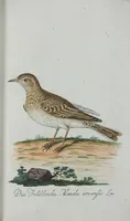 An illustration from (Band 1): Erstes Hundert (1795)