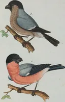 An illustration from (Band 1): Erstes Hundert (1795)