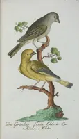 An illustration from (Band 1): Erstes Hundert (1795)