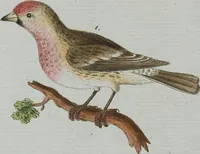 An illustration from (Band 1): Erstes Hundert (1795)
