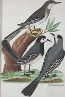 An illustration from (Band 1): Erstes Hundert (1795)