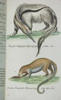 An illustration from (Band 1): Erstes Hundert (1795)