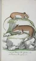 An illustration from (Band 1): Erstes Hundert (1795)