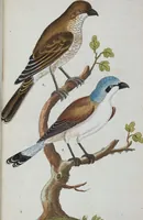 An illustration from (Band 1): Erstes Hundert (1795)