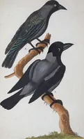 An illustration from (Band 1): Erstes Hundert (1795)