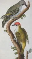 An illustration from (Band 1): Erstes Hundert (1795)