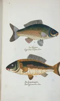 An illustration from (Band 1): Erstes Hundert (1795)