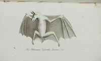 An illustration from (Band 1): Erstes Hundert (1795)