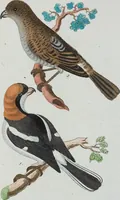 An illustration from (Band 1): Erstes Hundert (1795)