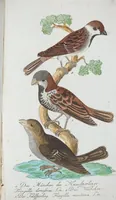 An illustration from (Band 1): Erstes Hundert (1795)