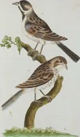 An illustration from (Band 1): Erstes Hundert (1795)