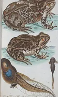 An illustration from (Band 1): Erstes Hundert (1795)