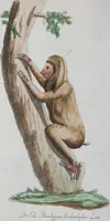 An illustration from (Band 1): Erstes Hundert (1795)