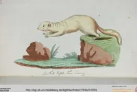 An illustration from (Band 1): Erstes Hundert (1795)