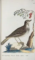 An illustration from (Band 1): Erstes Hundert (1795)