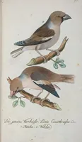 An illustration from (Band 1): Erstes Hundert (1795)