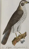 Picture 4 of 102 from (Band 2): Zweytes Hundert (1796), leaf 115