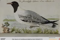 Picture 7 of 102 from (Band 2): Zweytes Hundert (1796), leaf 118