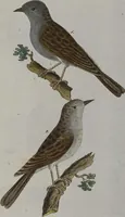 Picture 10 of 102 from (Band 2): Zweytes Hundert (1796), leaf 121
