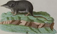 An illustration from (Band 2): Zweytes Hundert (1796)