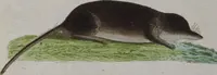 An illustration from (Band 2): Zweytes Hundert (1796)