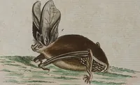 Picture 35 of 102 from (Band 2): Zweytes Hundert (1796), leaf 150